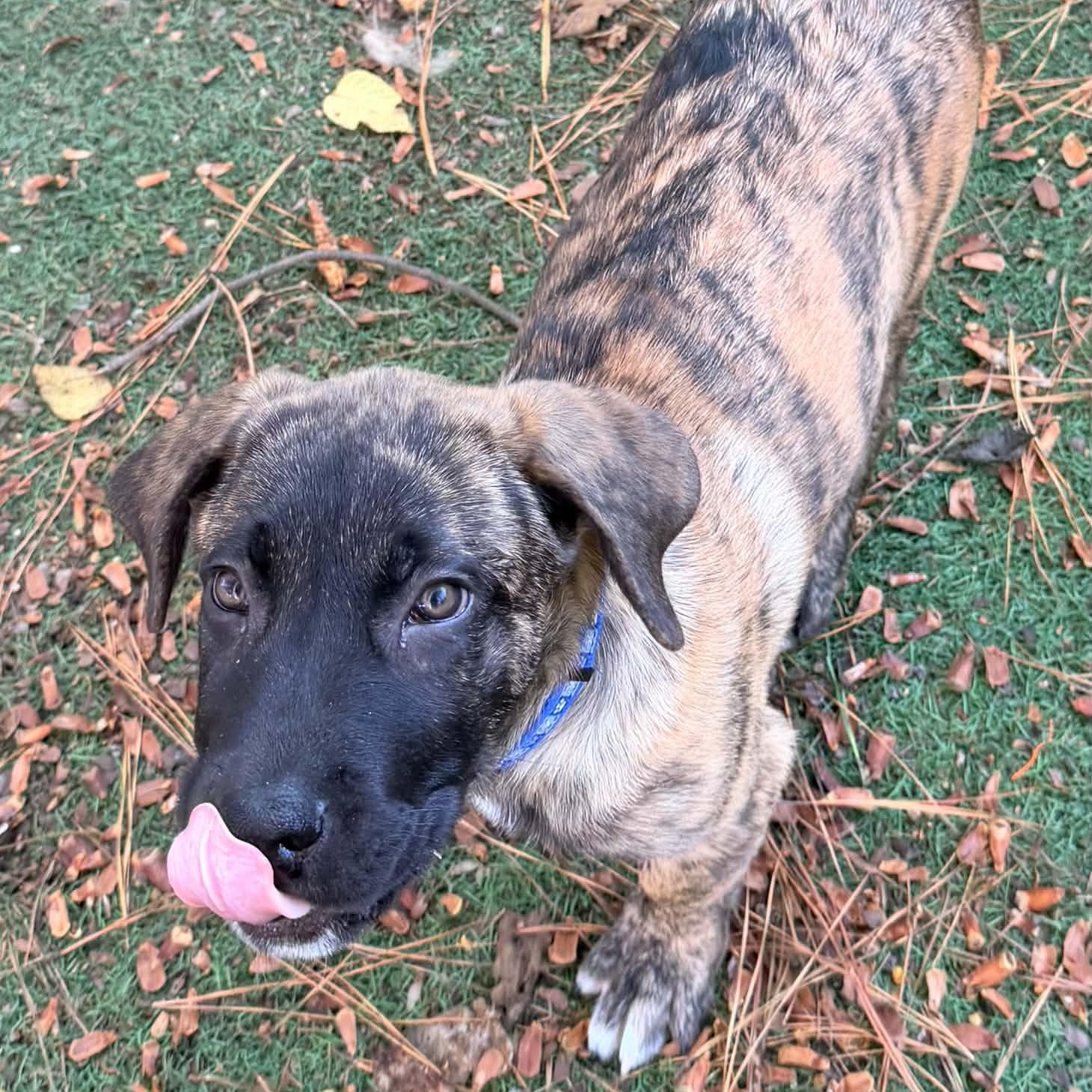 Enlarge Creed, a Adoptable Anatolian Shepherd in Sunderland, MD image 1/2