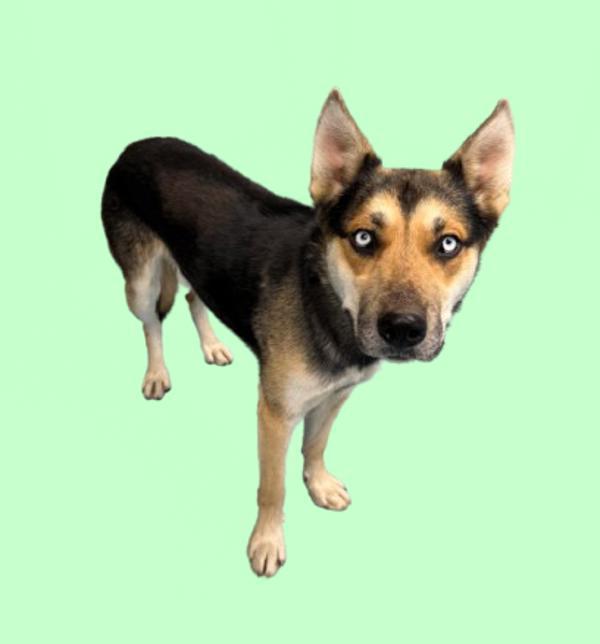 Gunther, Adoptable, Adult Male German Shepherd Dog & Husky.