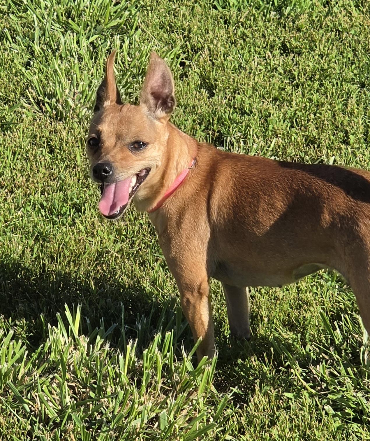 Honey, a ADOPTABLE mixed breed in Terre Haute, IN image 4/4