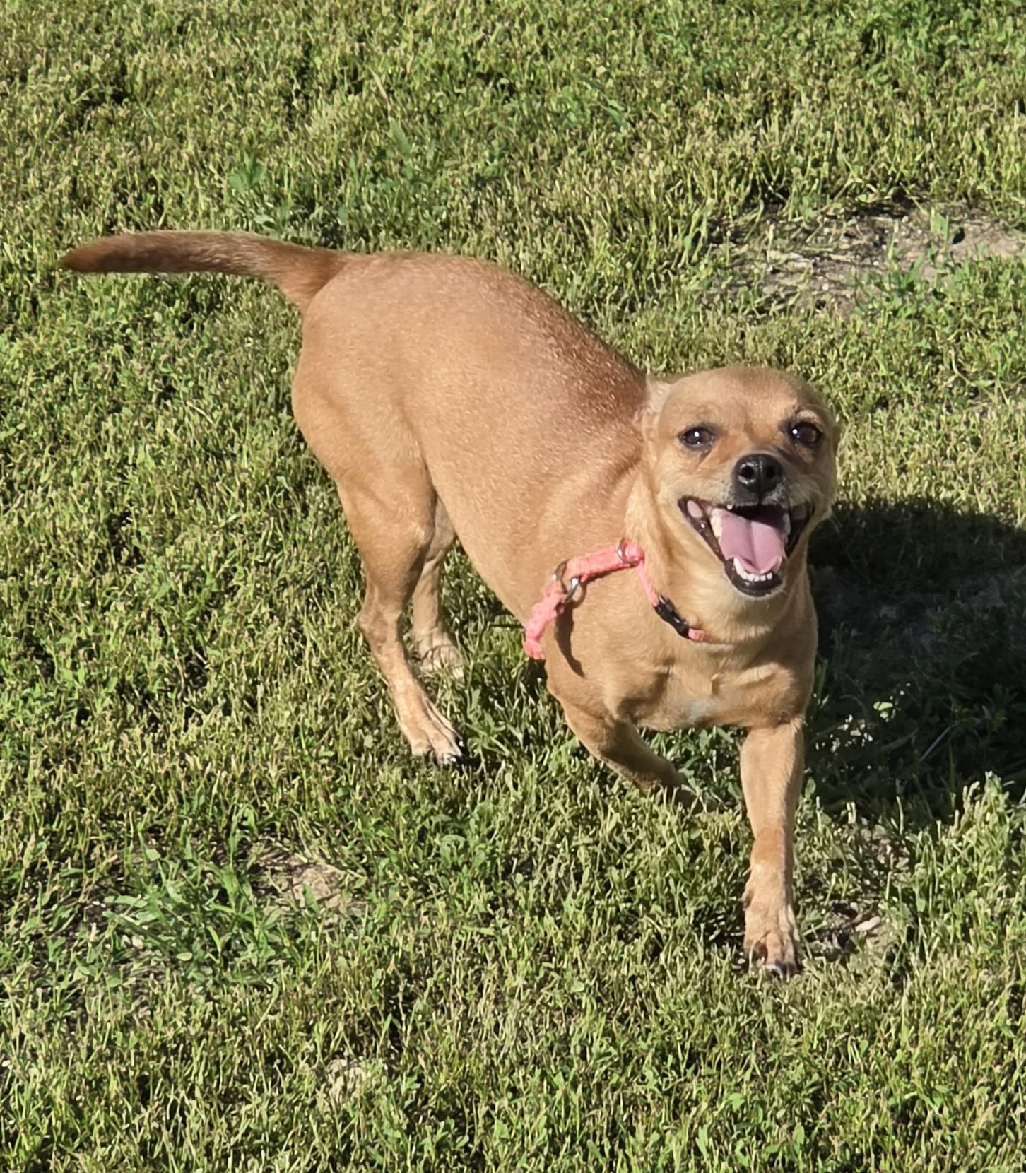 Honey, a ADOPTABLE mixed breed in Terre Haute, IN image 3/4