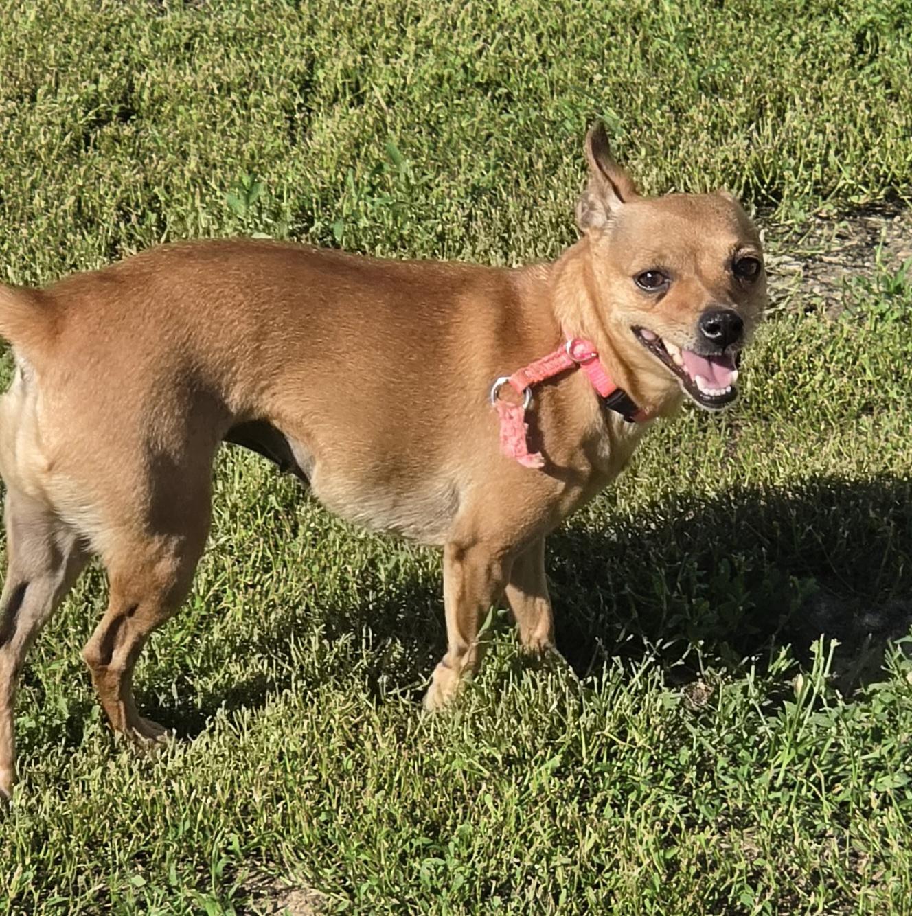 Honey, a ADOPTABLE mixed breed in Terre Haute, IN image 2/4