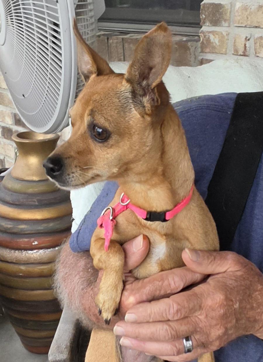 Honey, ADOPTABLE, Young Female Chihuahua.