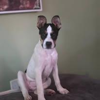 Enlarge Corona, a ADOPTABLE mixed breed in Manahawkin, NJ image 1/1