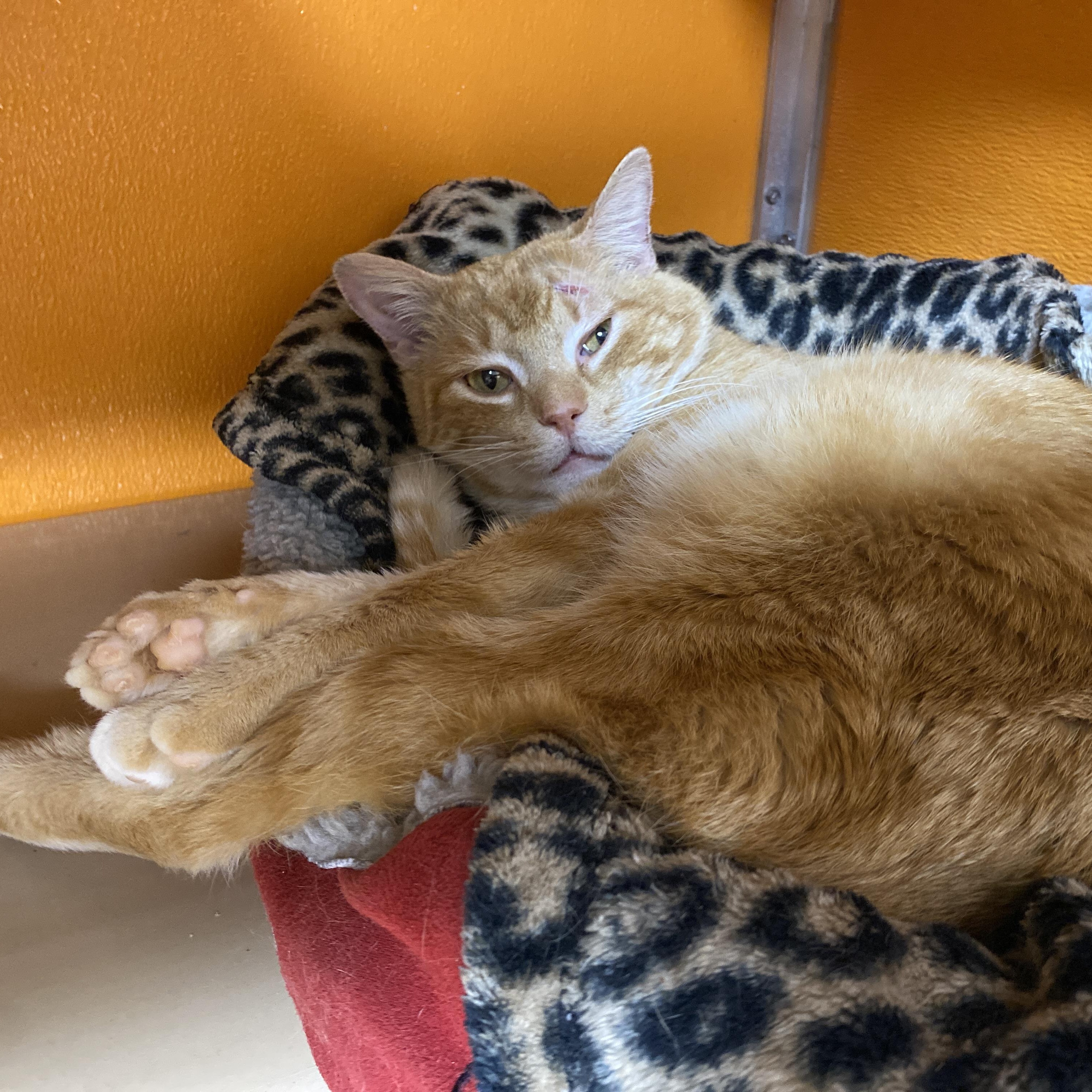 Stewart, Adoptable, Adult Male Domestic Short Hair.