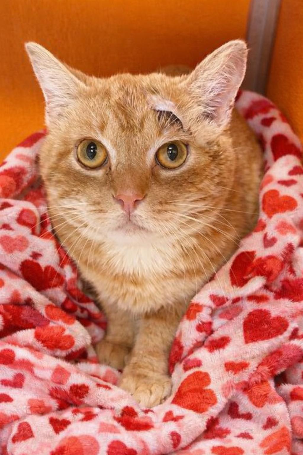 Stewart, Adoptable, Adult Male Domestic Short Hair.