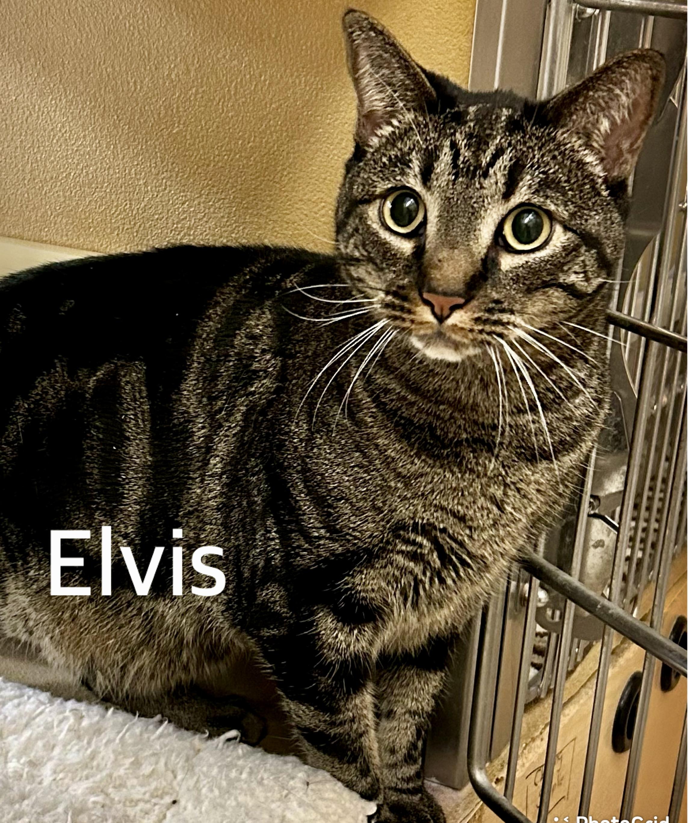 Parker and Elvis, a ADOPTABLE Domestic Short Hair in Owasso, OK image 2/2