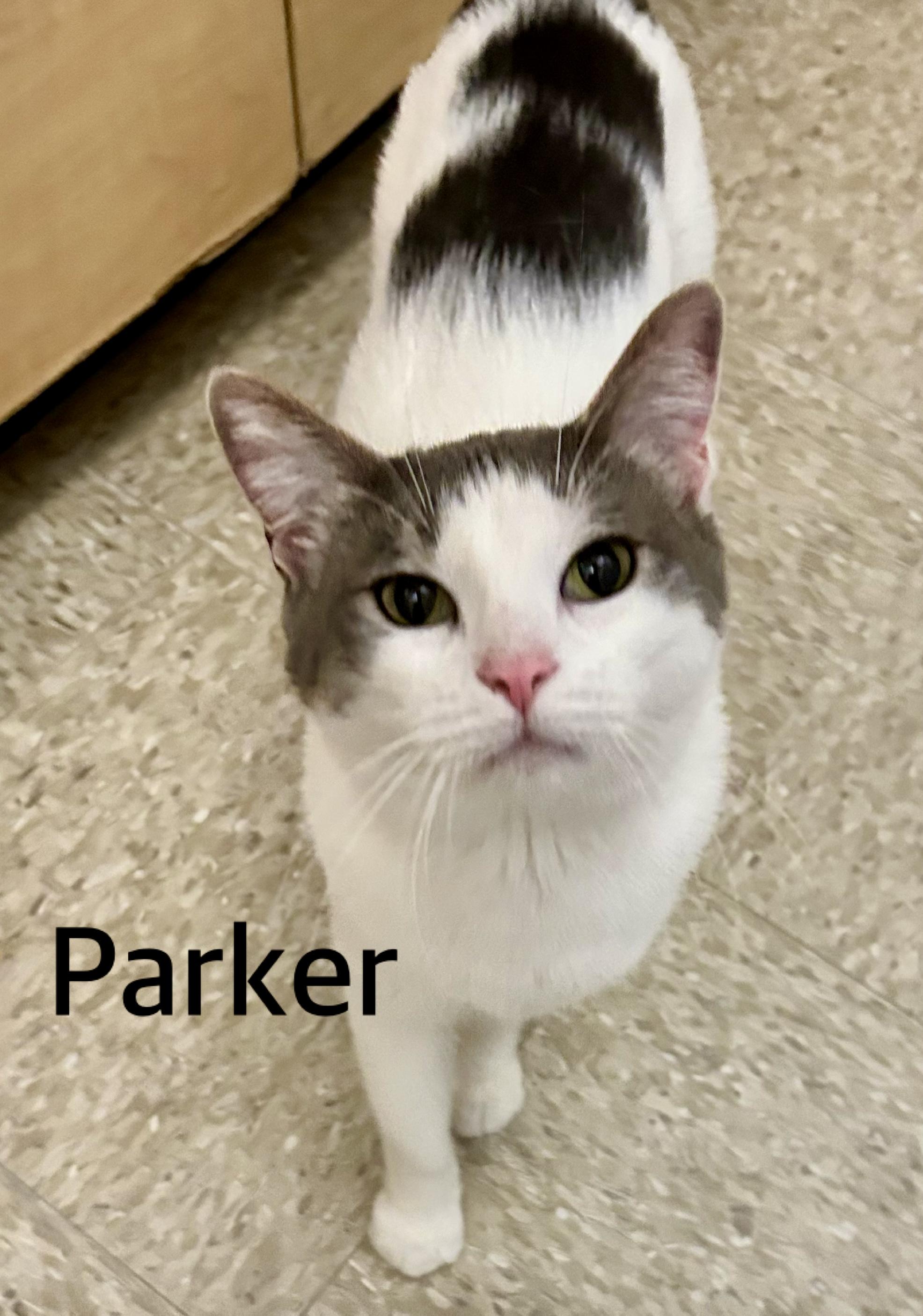 Parker and Elvis, ADOPTABLE, Adult Male Domestic Short Hair.