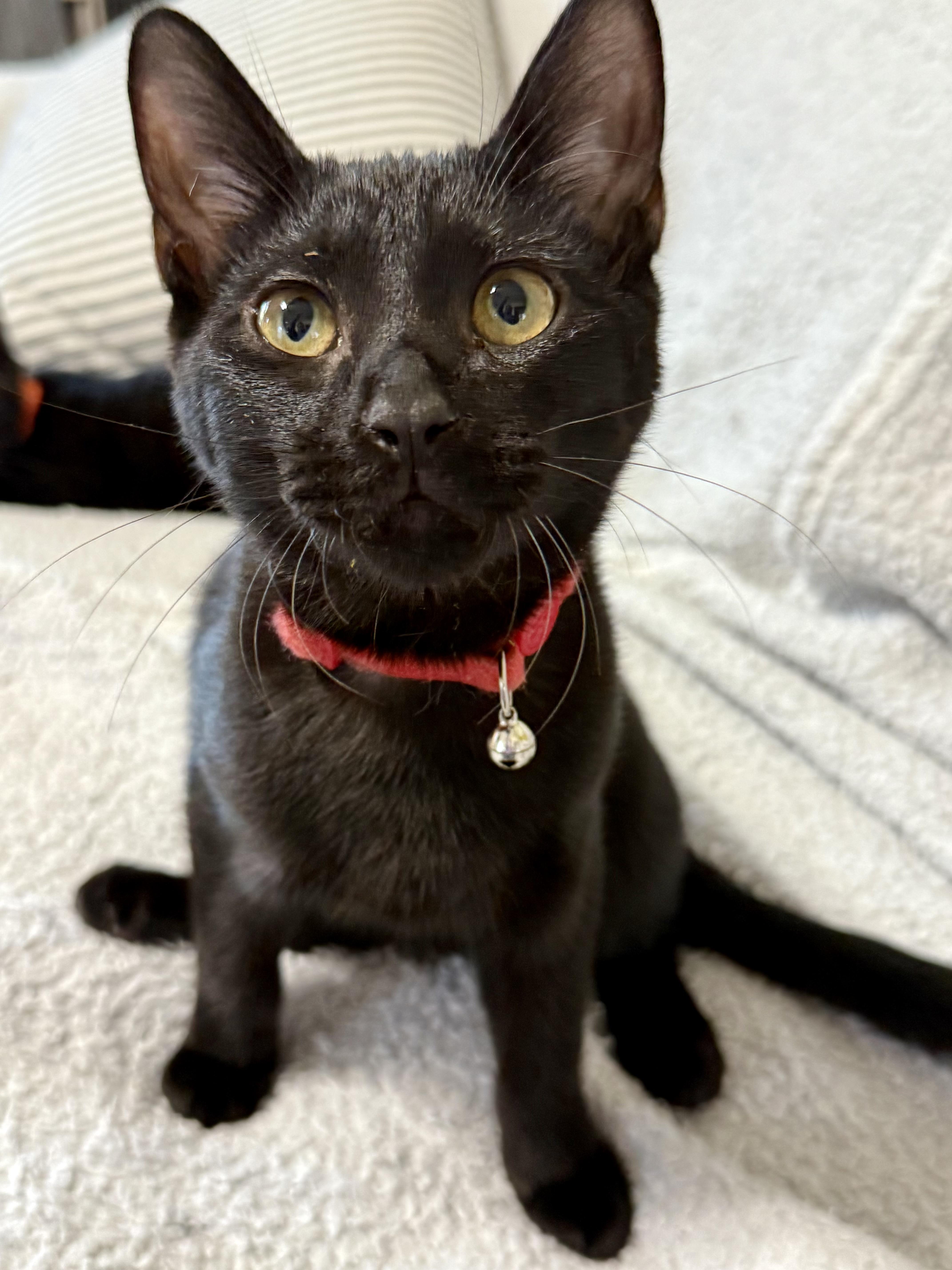 Norman, Adoptable, Young Male Domestic Short Hair.