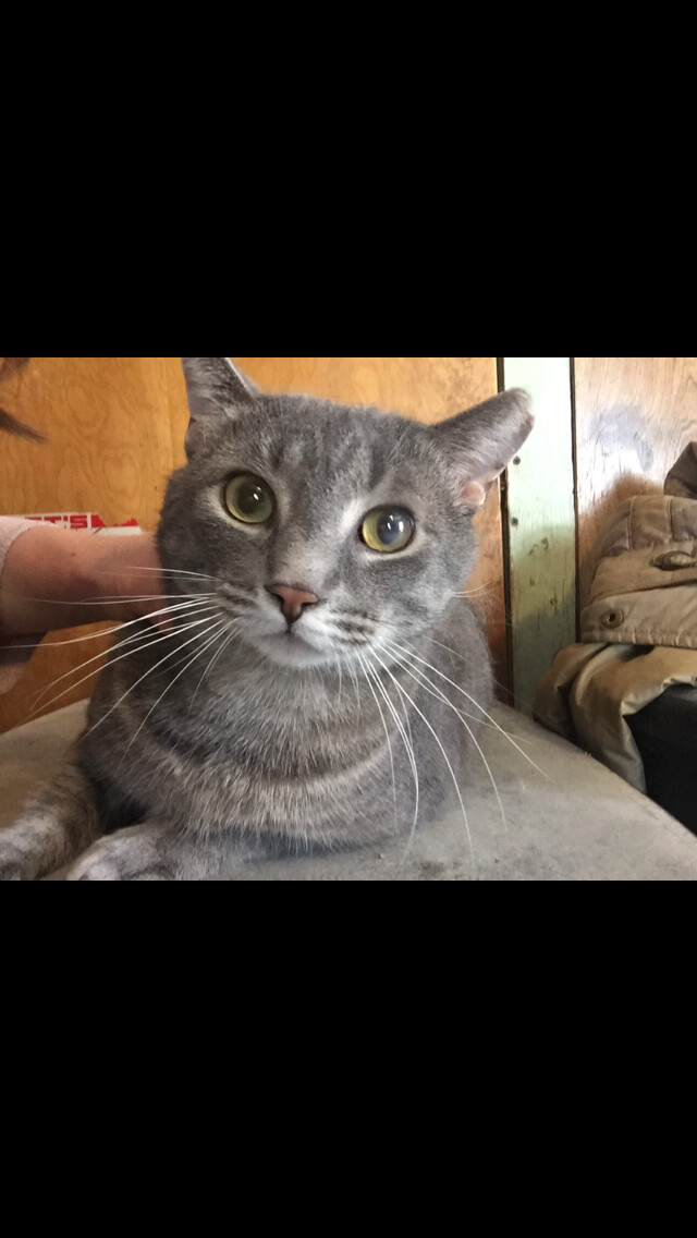 Grey guy, a Adoptable mixed breed in Olean , NY image 2/10