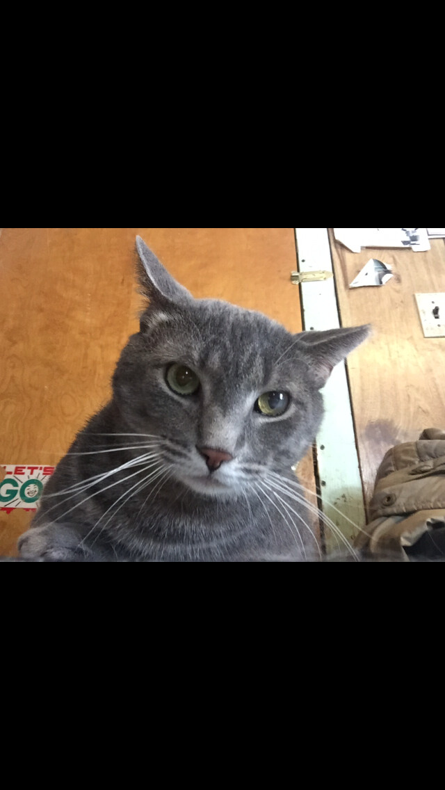 Grey guy, a Adoptable mixed breed in Olean , NY image 4/10