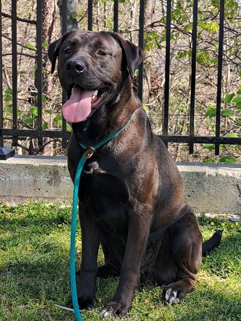 Jett, Adopted, Adult Male Black Labrador Retriever.