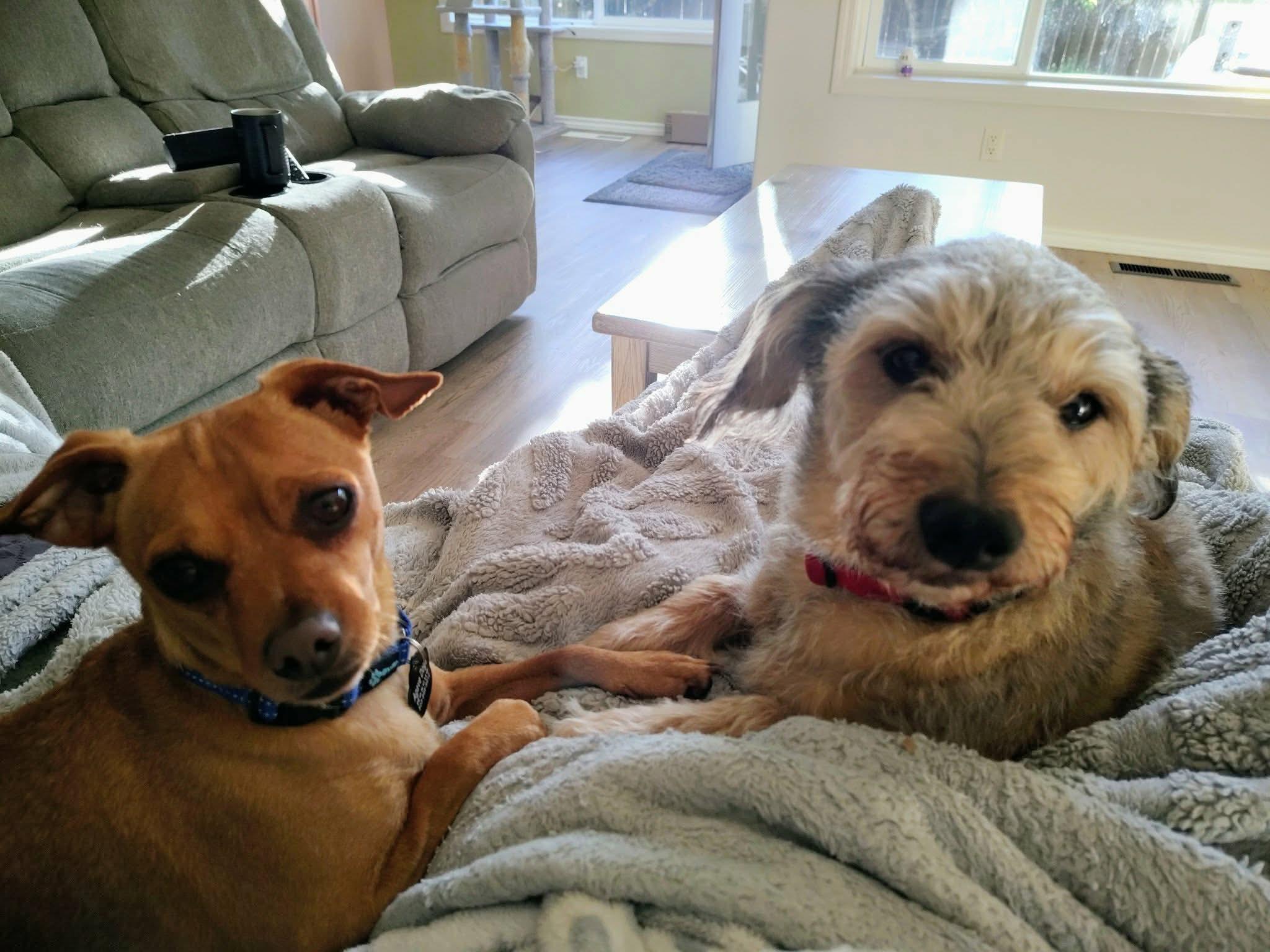 Dillon, an adopted mixed breed in Beavercreek, OR image 5/6