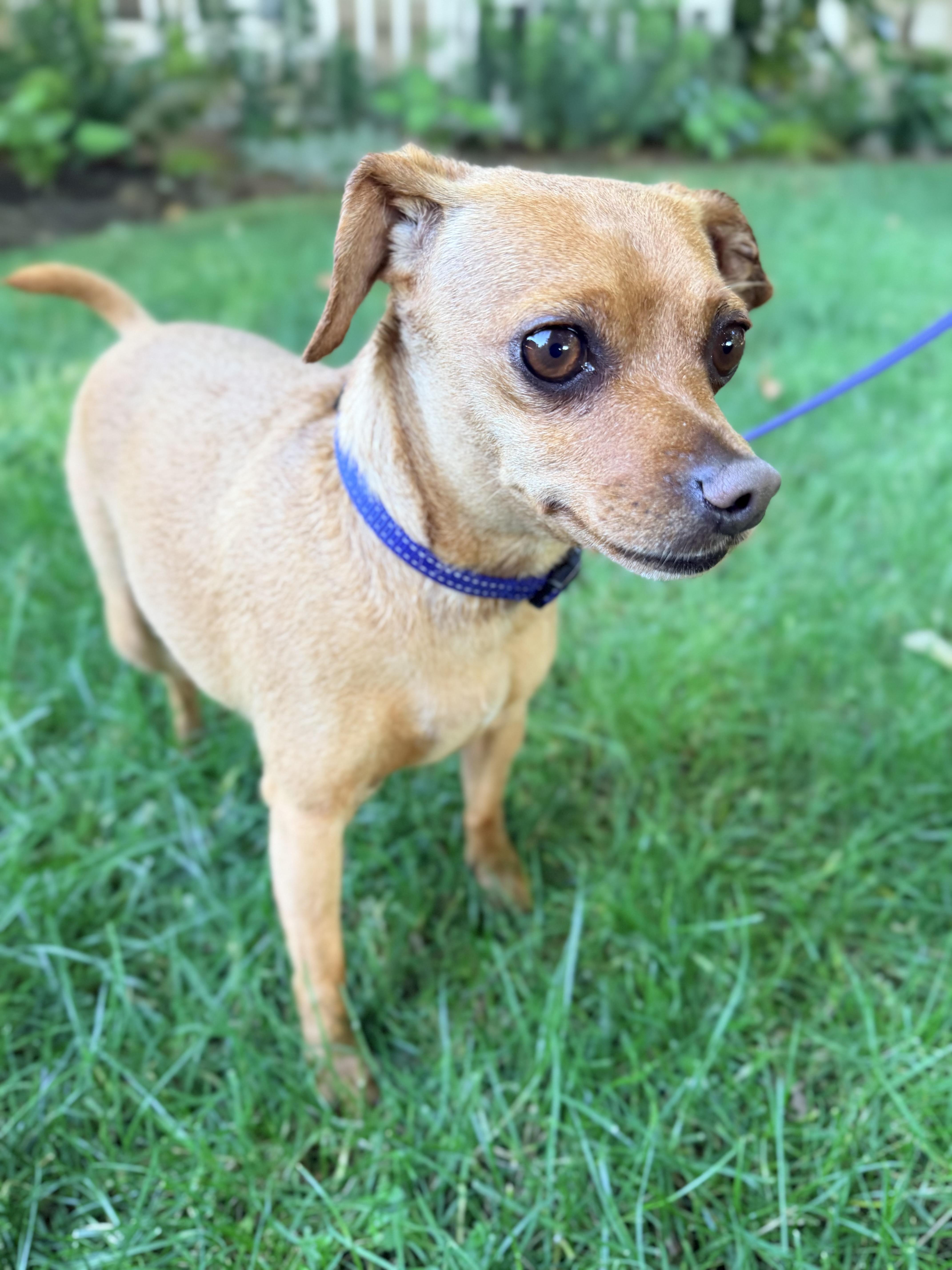 Dillon, a ADOPTABLE mixed breed in Beavercreek, OR image 3/6