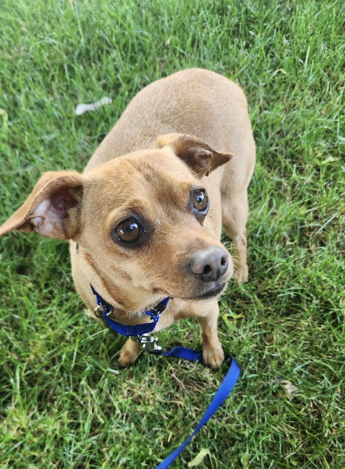 Dillon, a ADOPTABLE mixed breed in Beavercreek, OR image 5/6