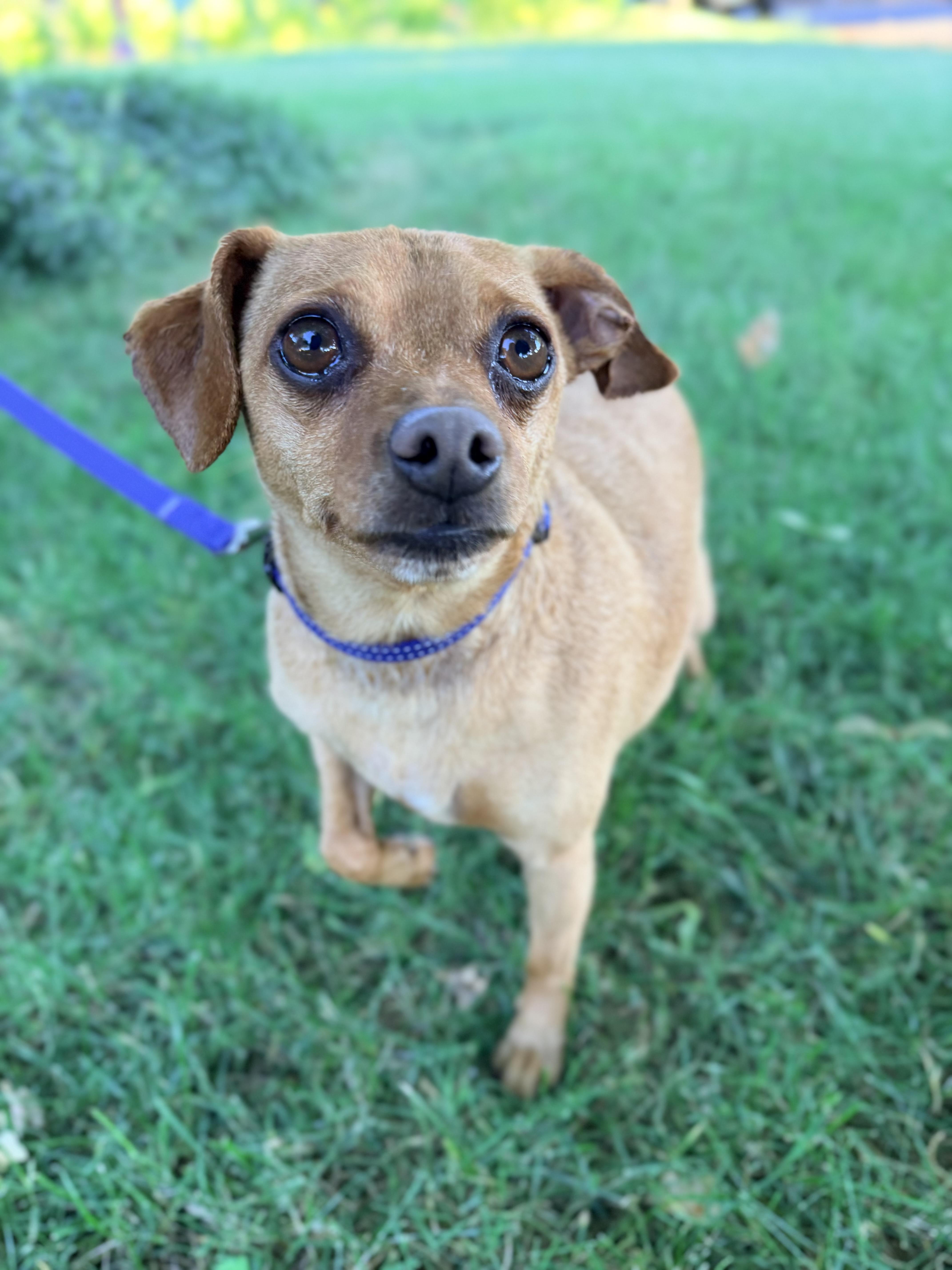 Dillon, ADOPTABLE, Adult Male Chihuahua & Miniature Pinscher.