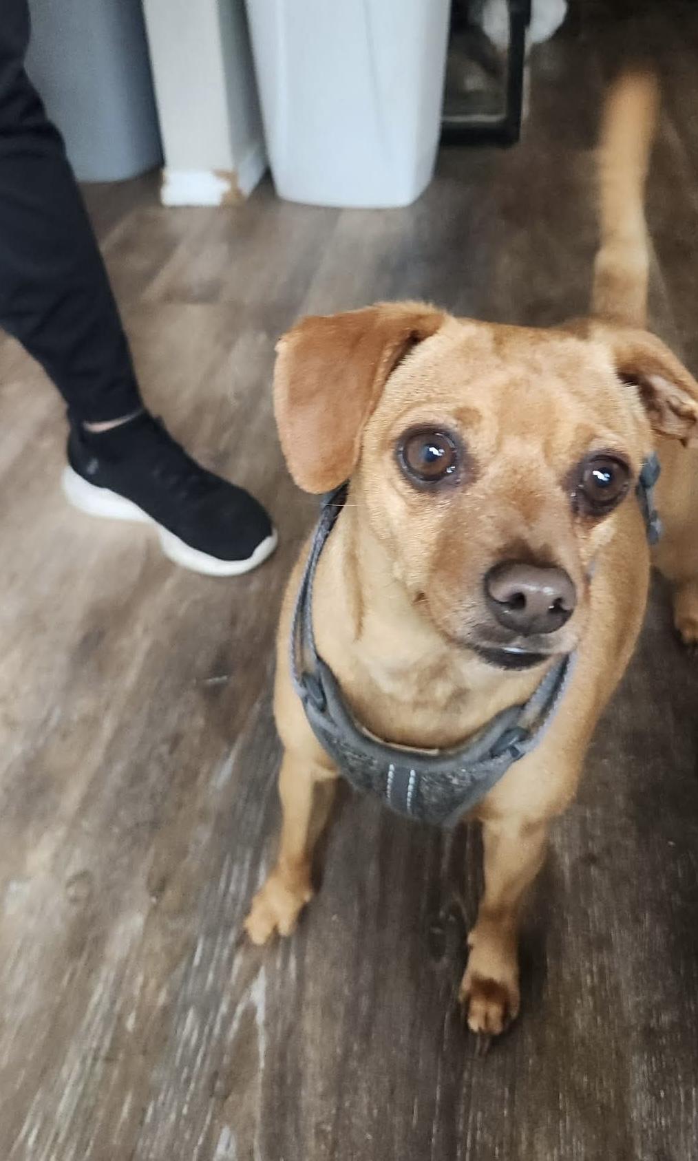 Dillon, a ADOPTABLE mixed breed in Beavercreek, OR image 6/6