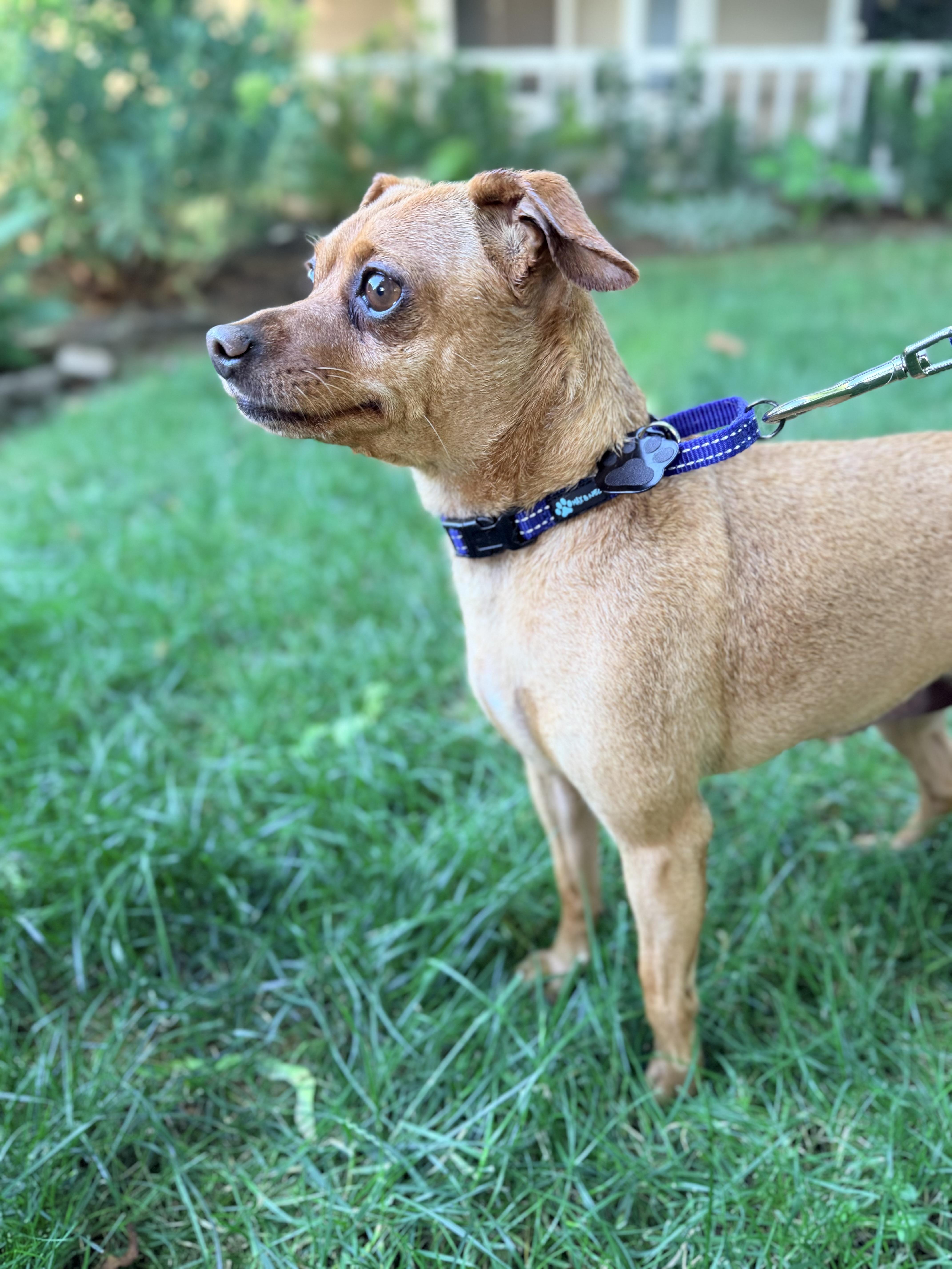 Dillon, a ADOPTABLE mixed breed in Beavercreek, OR image 4/6