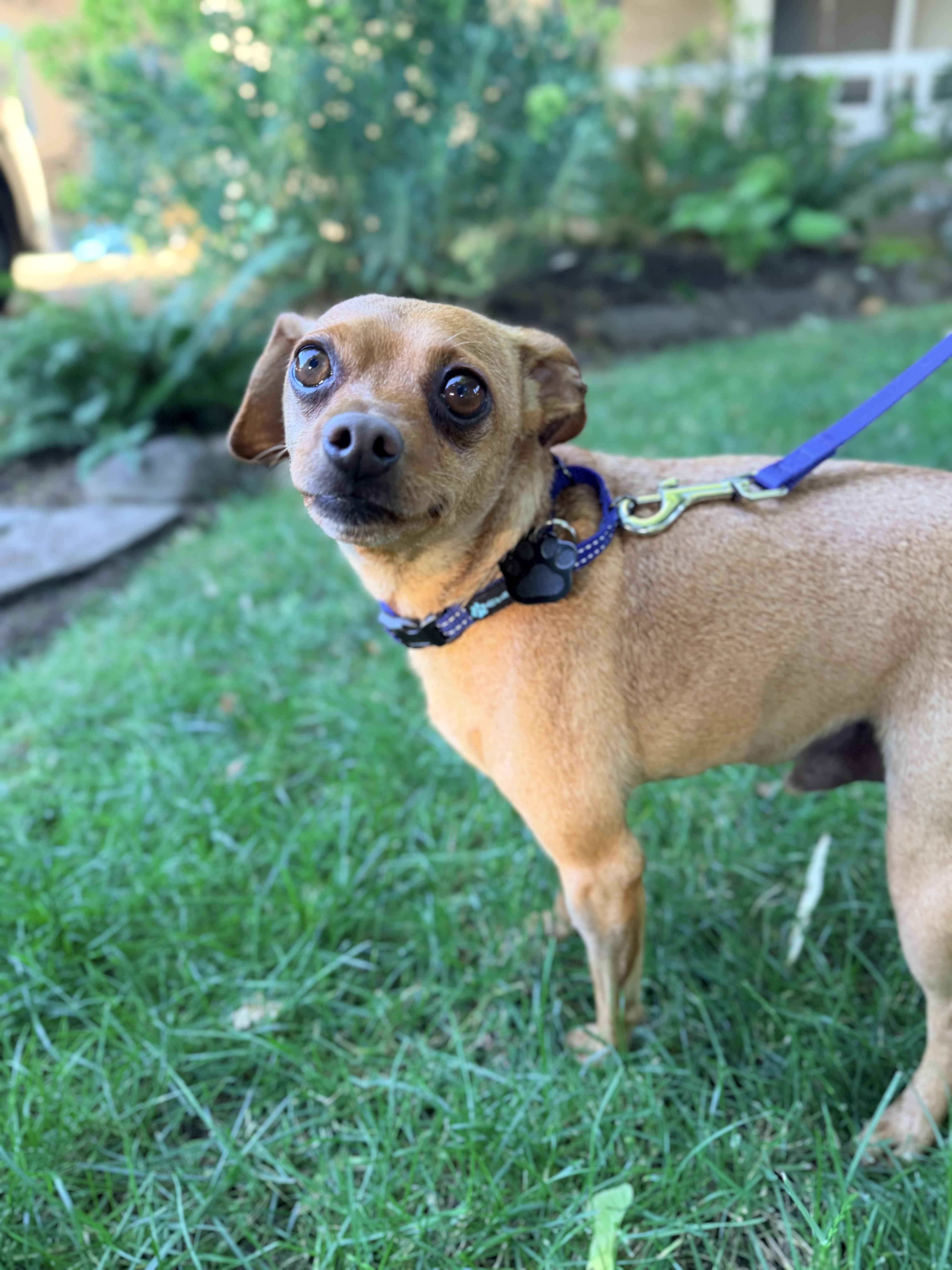 Dillon, a ADOPTABLE mixed breed in Beavercreek, OR image 2/6