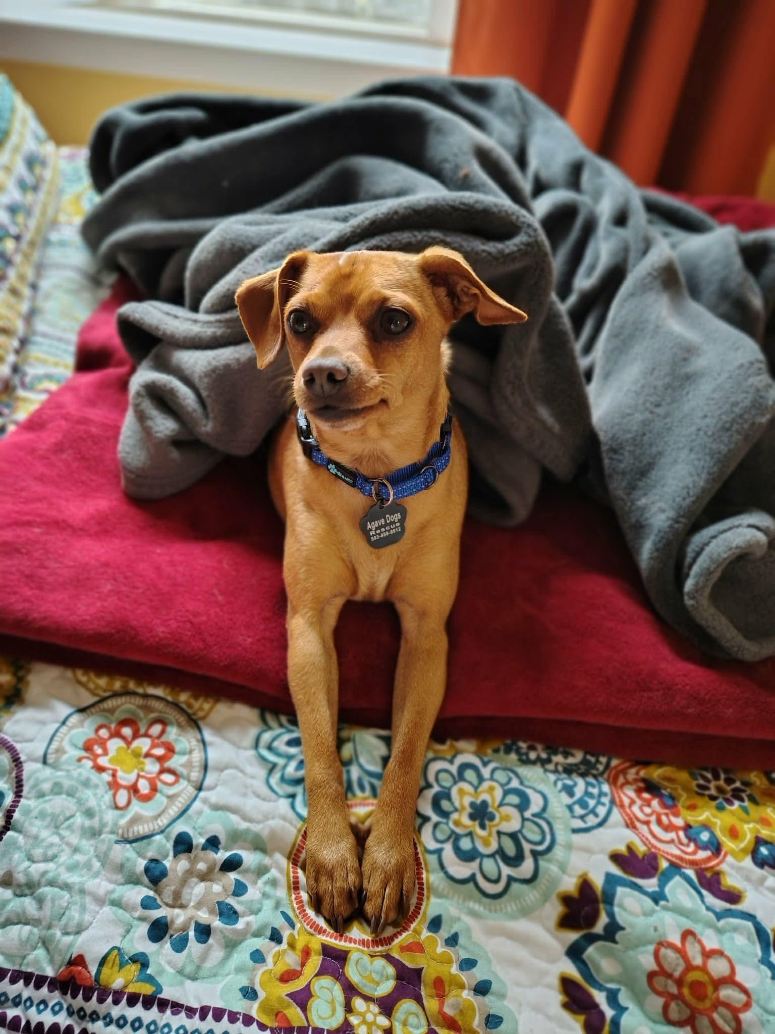 Dillon, an adopted mixed breed in Beavercreek, OR image 1/6