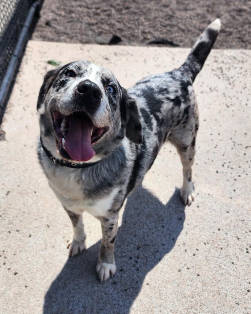 Dash, Adoptable, Adult Male Australian Cattle Dog / Blue Heeler & Labrador Retriever.