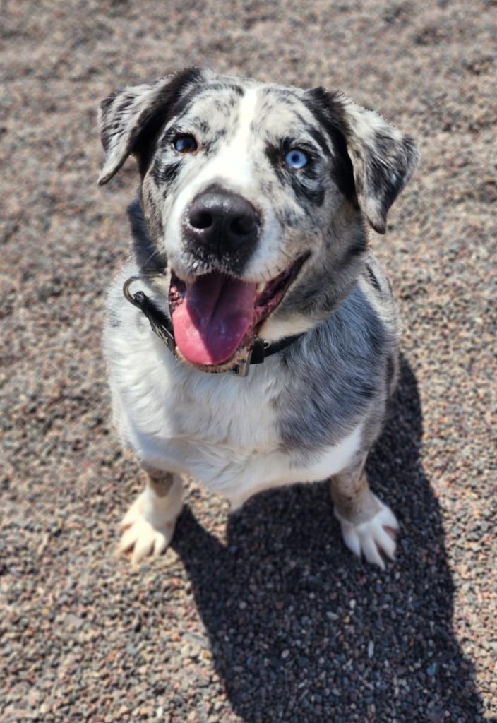 Dash, a Adoptable mixed breed in Superior, WI image 2/3
