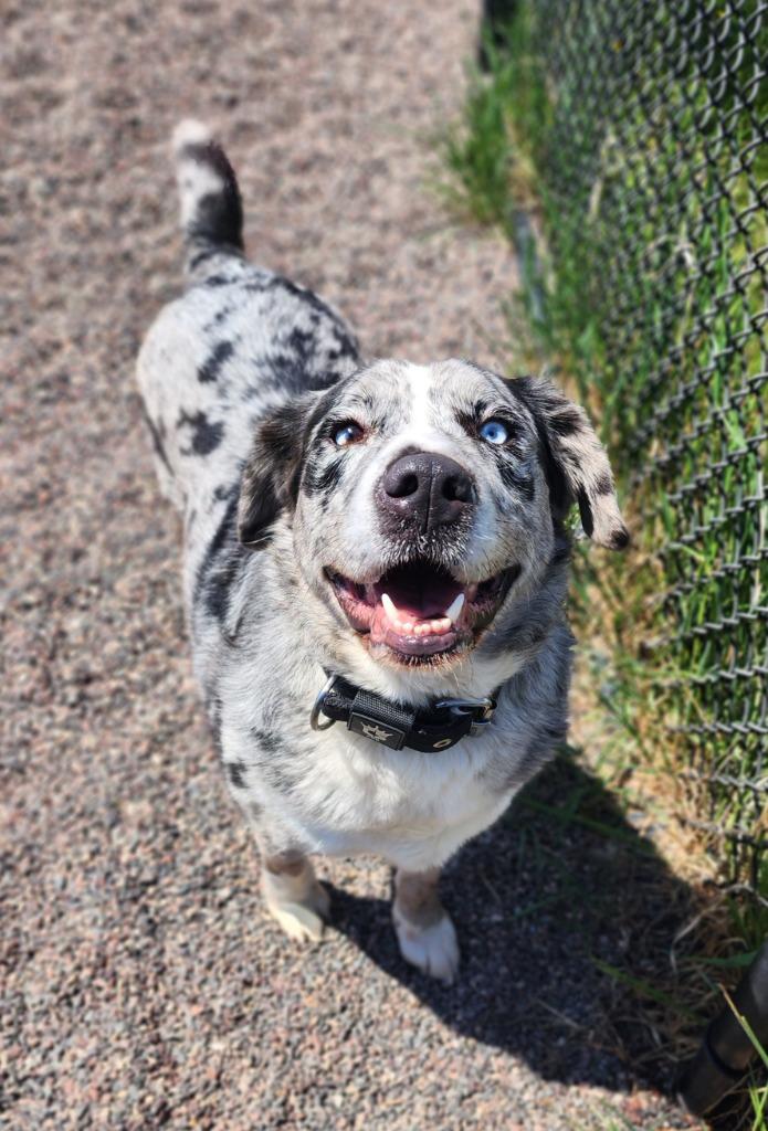 Dash, a Adoptable mixed breed in Superior, WI image 3/3