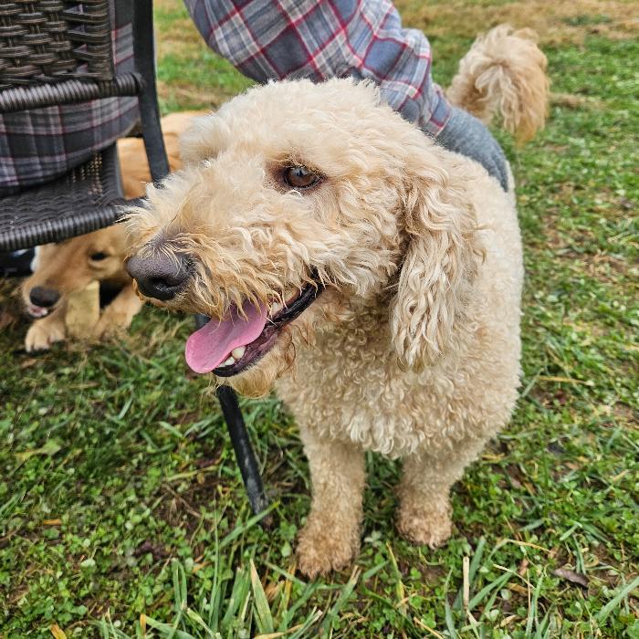 Tucker Kemp #7399, a Adoptable mixed breed in Louisville, KY image 1/6