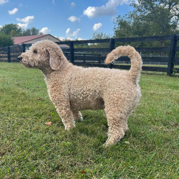 Tucker Kemp #7399, a Adoptable mixed breed in Louisville, KY image 2/6