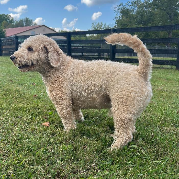 Tucker Kemp #7399, a Adoptable mixed breed in Louisville, KY image 4/6
