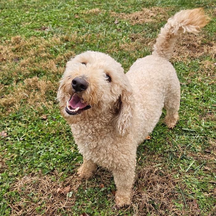 Tucker Kemp #7399, a Adoptable mixed breed in Louisville, KY image 5/6