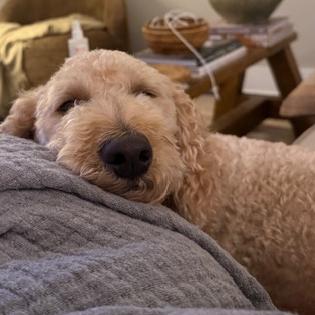 Tucker Kemp #7399, a Adoptable mixed breed in Louisville, KY image 6/6