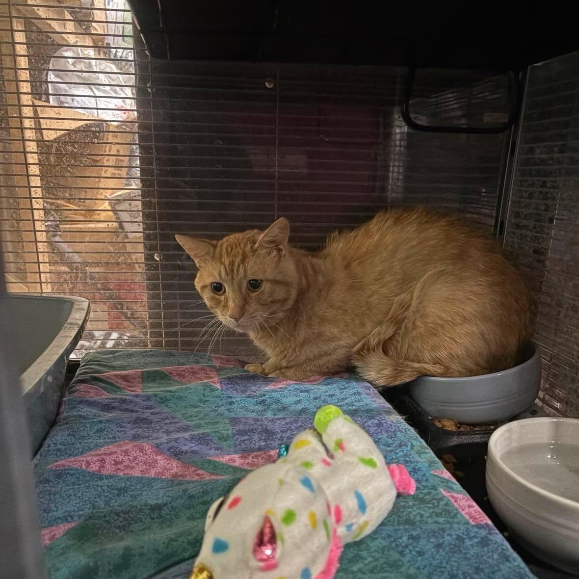Enlarge MEATBALL, a Adoptable Domestic Short Hair in Tillsonburg, ON image 1/1