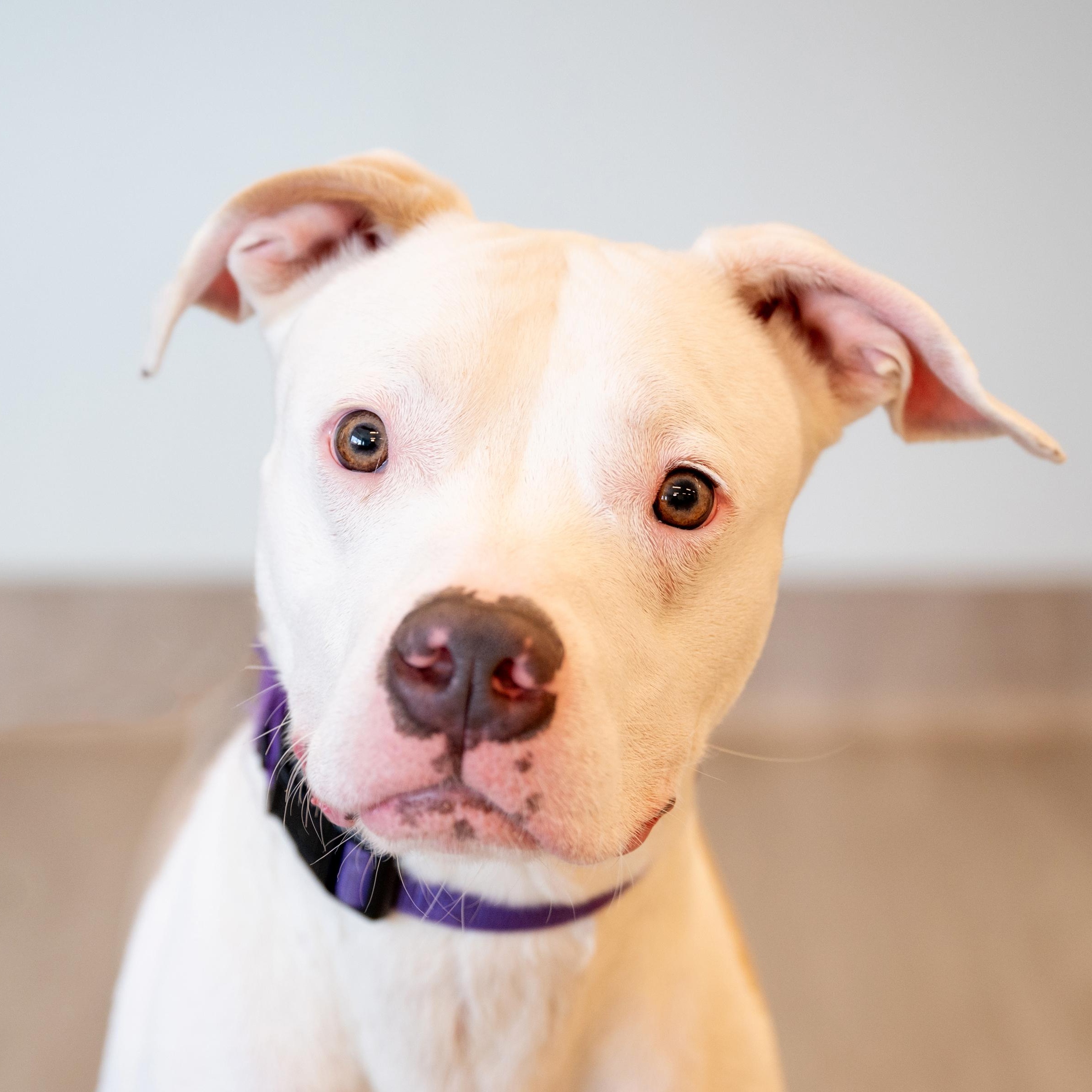 Gray** - in foster, available by appt photo 2