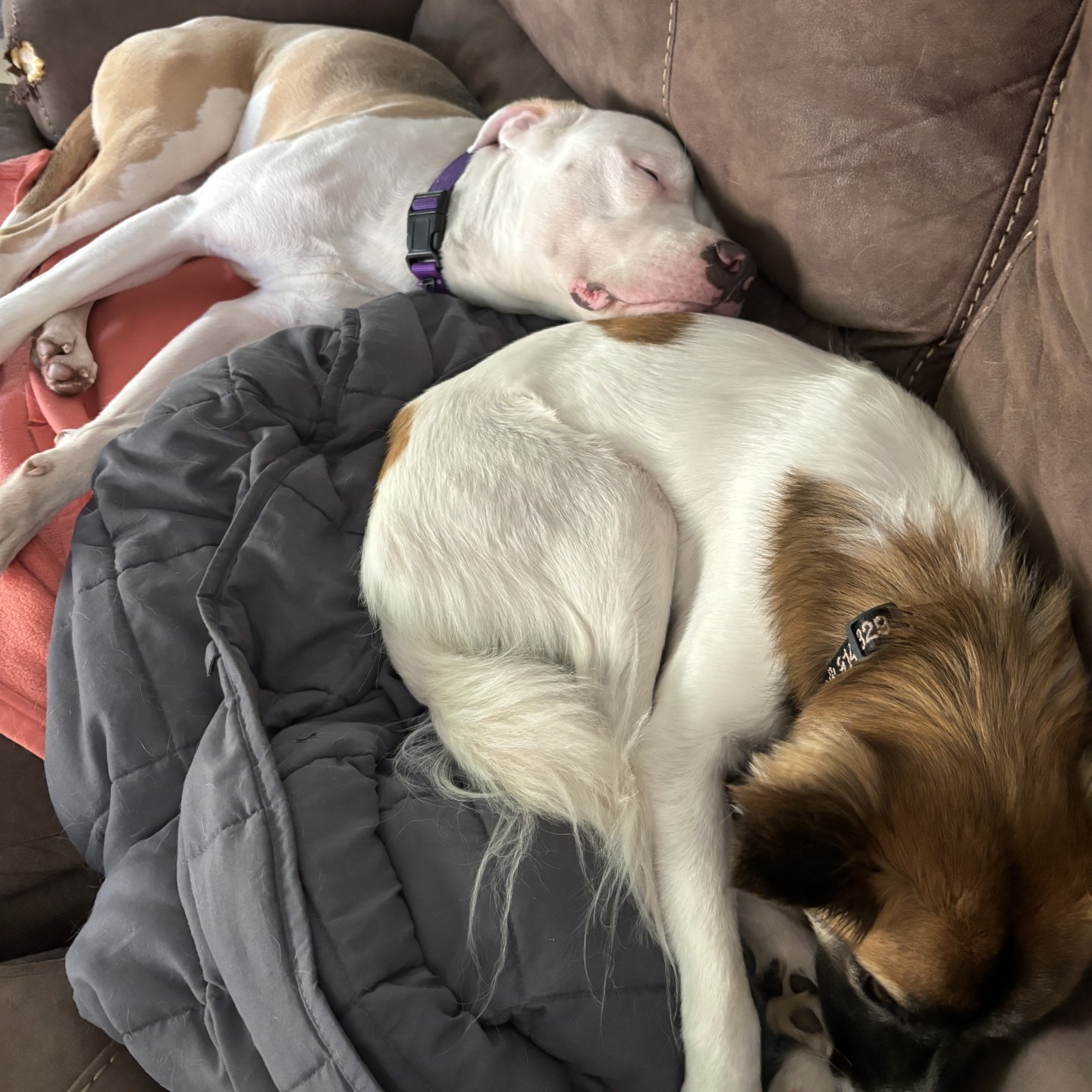 Gray** - in foster, available by appt photo 4