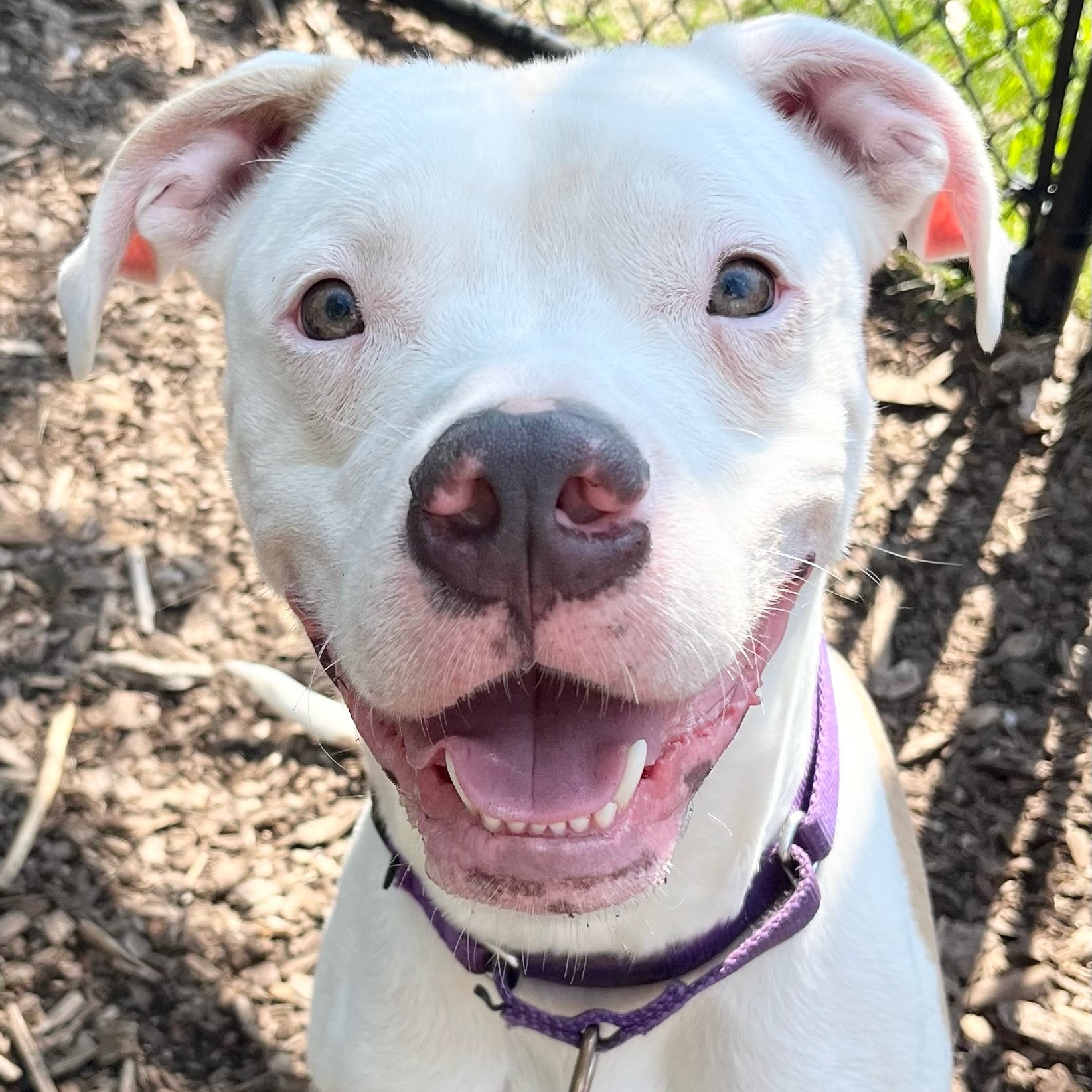 Gray** - in foster, available by appt photo 3