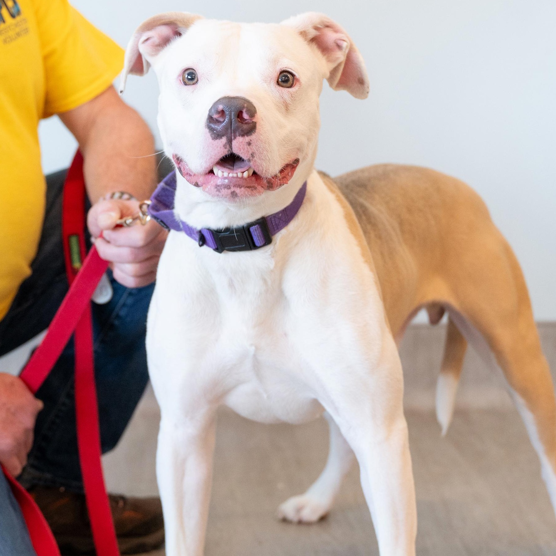Gray** - in foster, available by appt photo 1