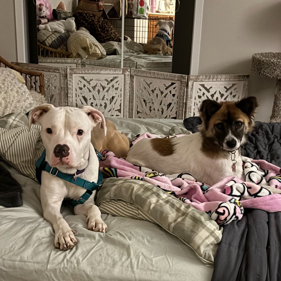 Gray** - in foster, available by appt photo 5