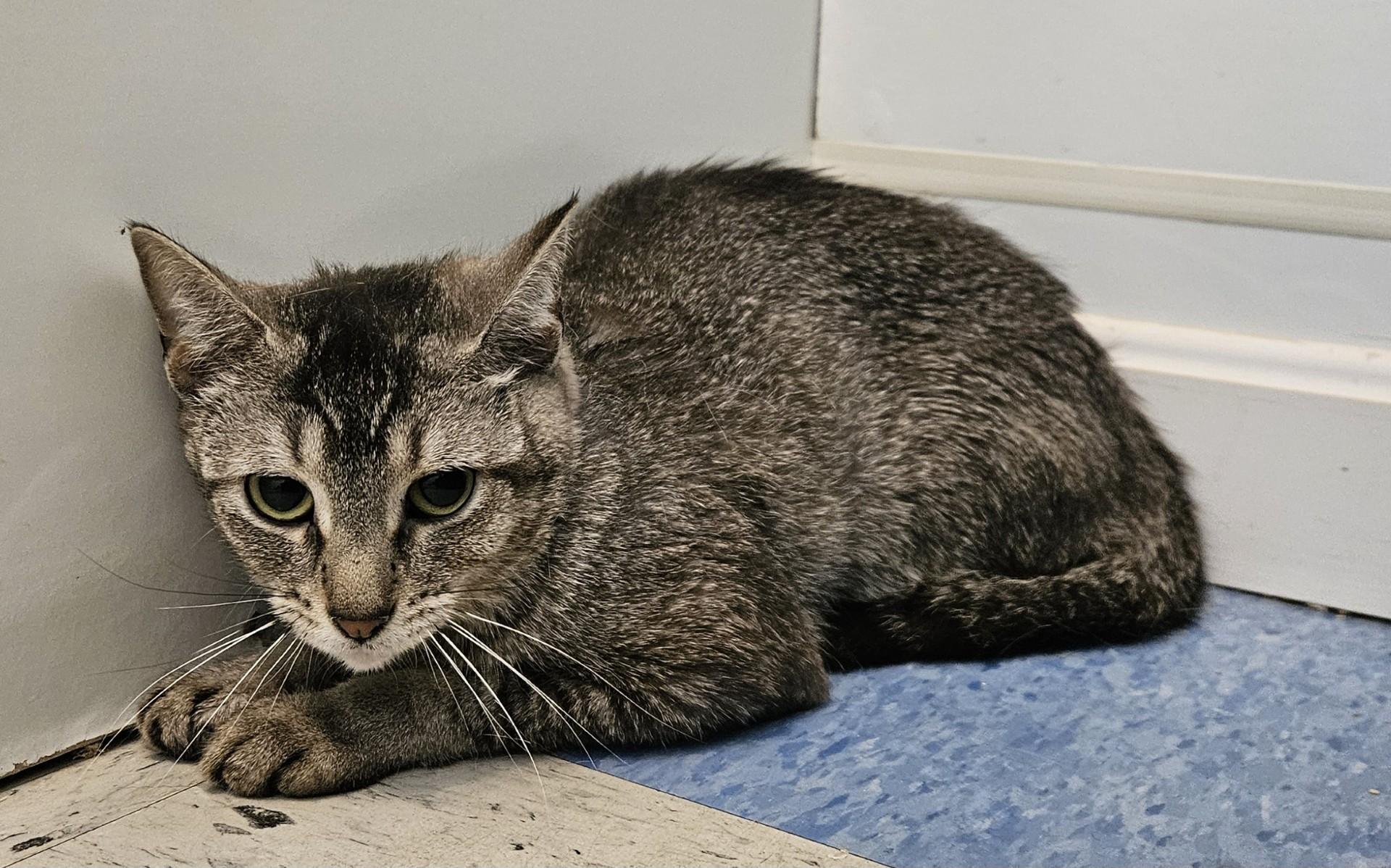 Bushing, ADOPTABLE, Adult Female Domestic Short Hair.