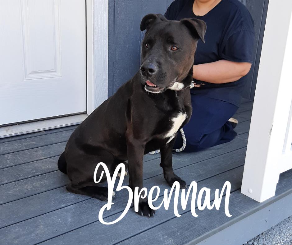 Brennan, a Adopted American Staffordshire Terrier in Marion, IN image 1/2