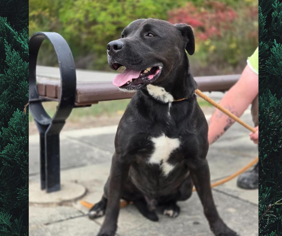 Brennan, a Adopted American Staffordshire Terrier in Marion, IN image 2/2
