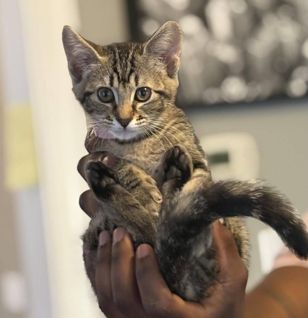 Amy, Adoptable, Kitten Female Domestic Short Hair.