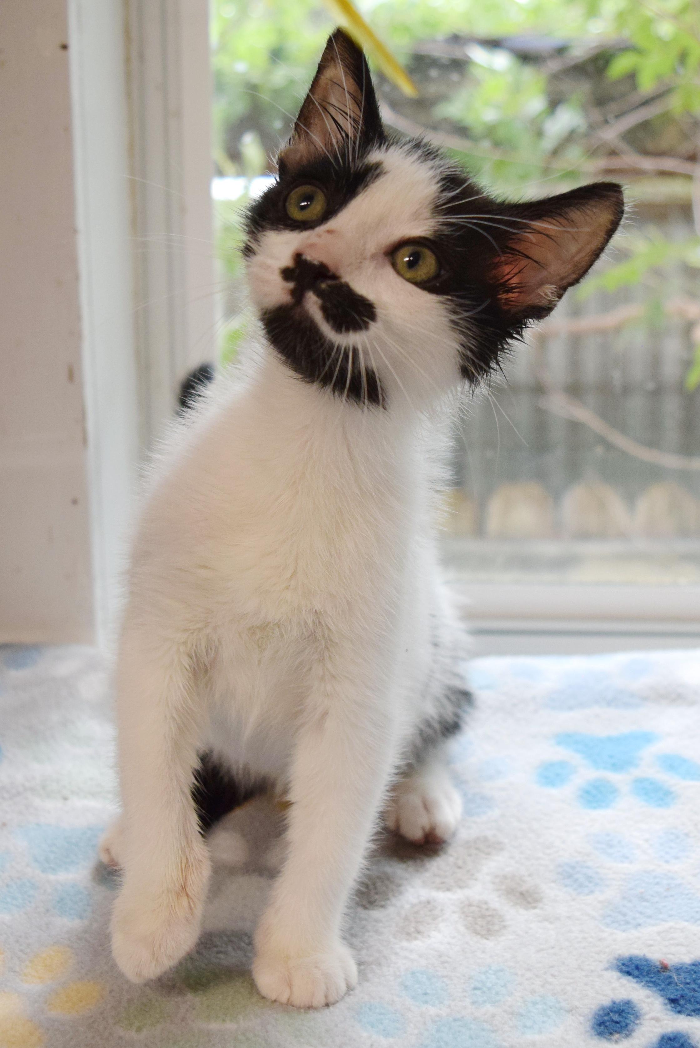 Enlarge Channing, a Adopted mixed breed in Bulverde, TX image 3/6