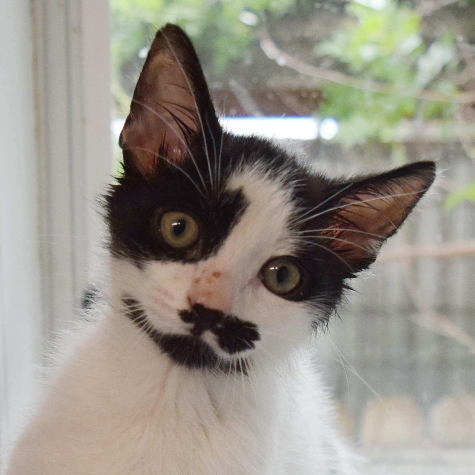 Enlarge Channing, a Adopted mixed breed in Bulverde, TX image 2/6