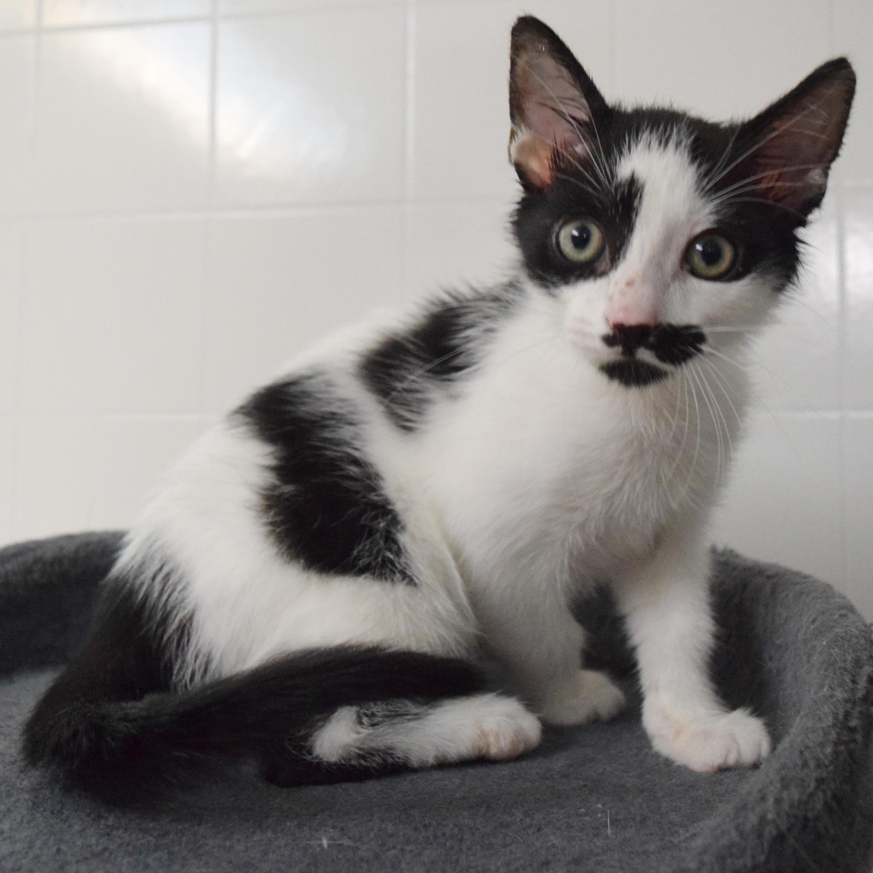 Channing, Adopted, Kitten Male Domestic Short Hair.