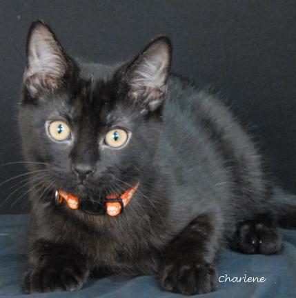 Thistle, a Adoptable Domestic Short Hair image 1/2