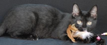 Thistle, a Adoptable Domestic Short Hair image 2/2