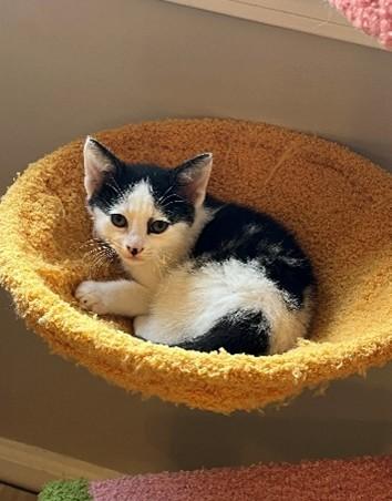 Enlarge OKRA, a Adoptable Domestic Short Hair in Statesville, NC image 1/1