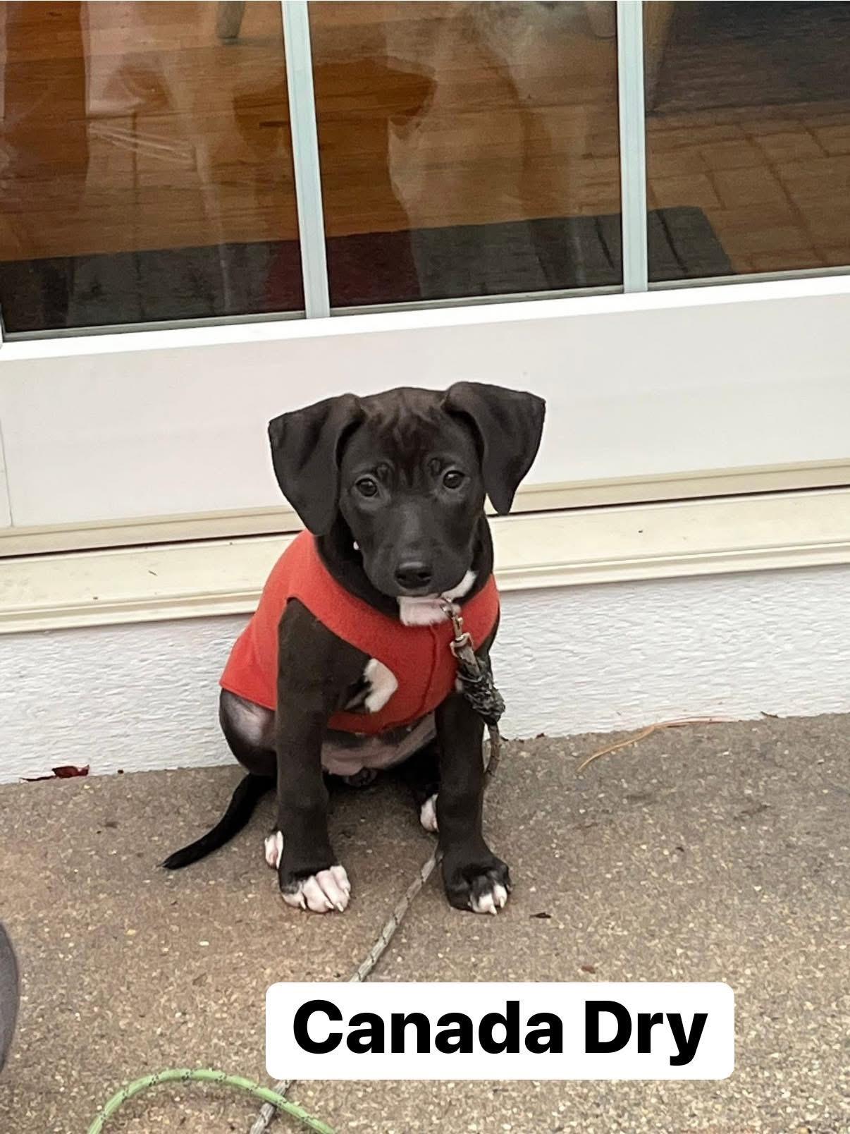 Canada Dry, adopted, Puppy Female Labrador Retriever.