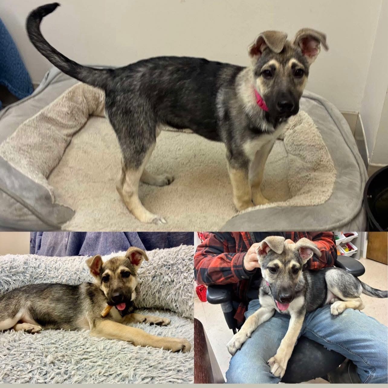 Enlarge Anika, a ADOPTABLE mixed breed in Yaphank, NY image 1/1