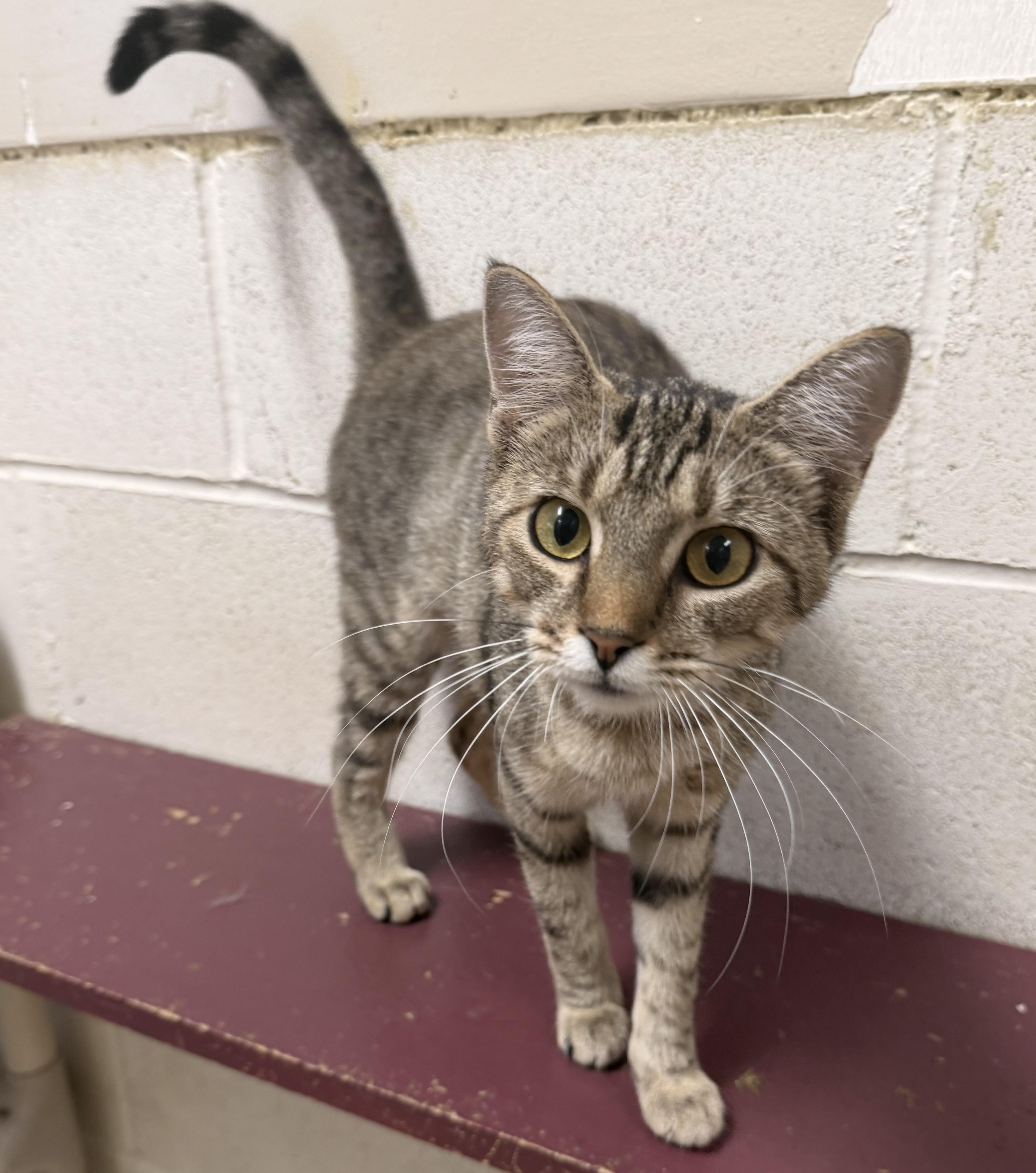 Nutmeg, ADOPTABLE, Adult Female Domestic Short Hair.